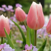 Hectarul - Ladita 652 bulbi de lalea TRIUMPH TULIPA Gabriella